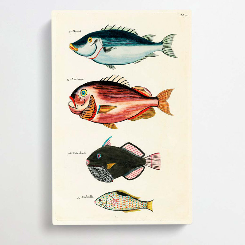 East Indies Fish Illustrations Fol. 17 by Oliver Goldsmith - Wrapped Canvas, 50cm H x 35cm W x 3cm D