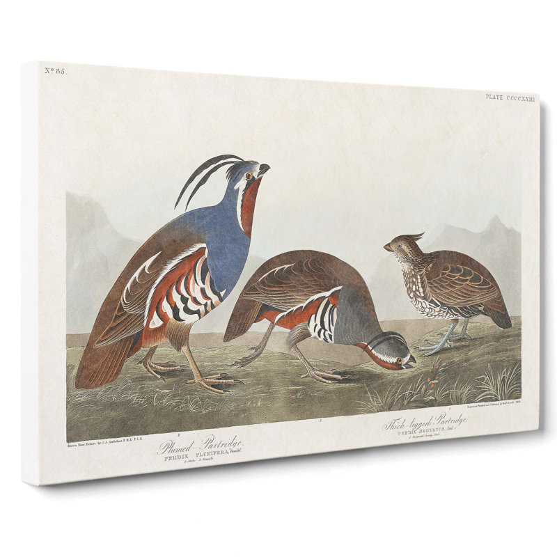 Partridge Birds by John Audubon - Wall Art, 35cm H x 50cm W x 3cm D, Wrapped Canvas
