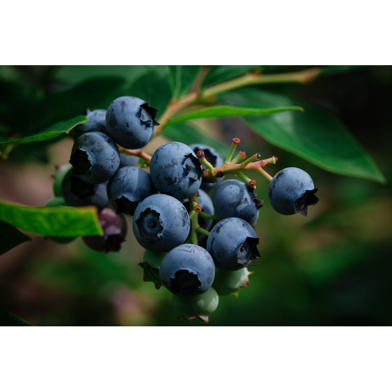Blueberry Hill - photographie sur toile tendue, H 8 po x l 12 po