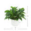 Rohdea Japonica Bush in Round Planter