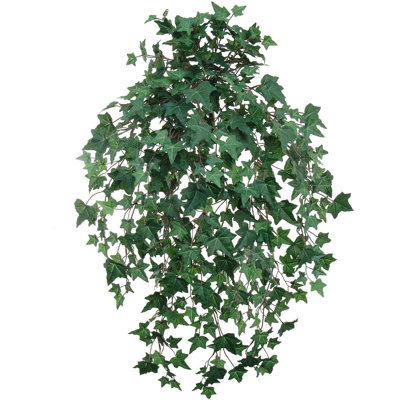 33" plante anglaise suspendue de lierre