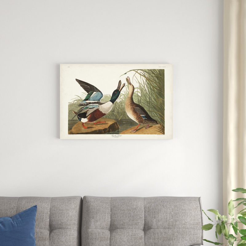 Pl 327 Shoveller Duck, H 20 po x l 30 po