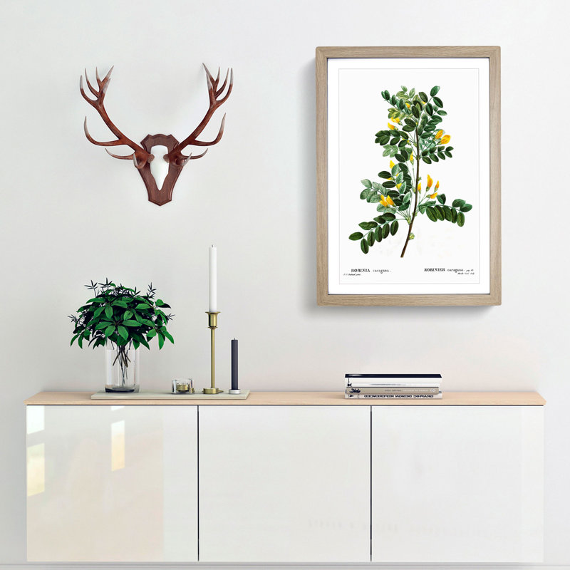 Siberian Pea Tree Flowers by Pierre-Joseph Redoute - Picture Frame Painting Print, Oak Framed, 36cm H x 27cm W x 2cm D