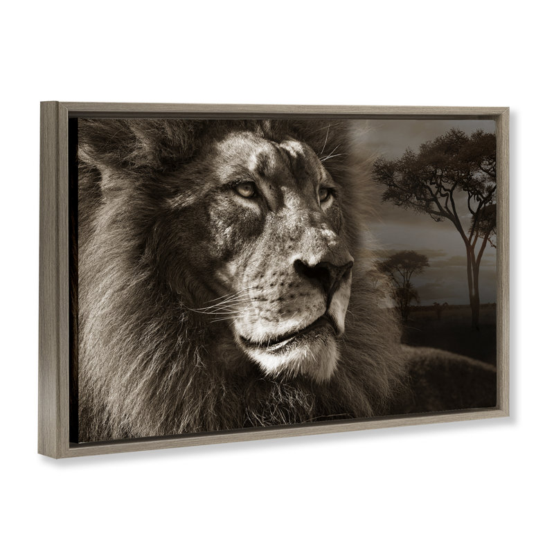 Portrait de lion sur la savane, H 21 po x l 31 po, Cadre flottant orme Montalcino