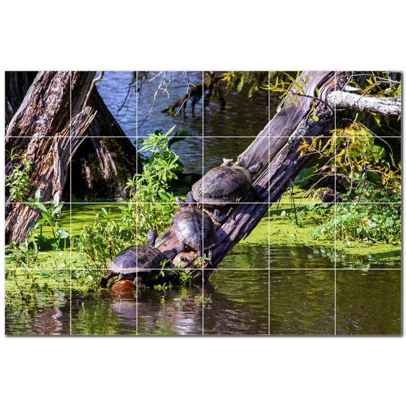 Tortue photo 6 x 6