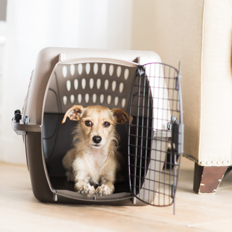 Porte-animal de mode métallique, Moyen (H 14,5 po x l 16,7 po x P 24,1 po), Brun clair nacré / café