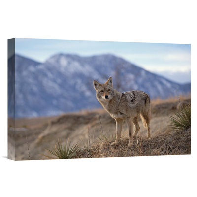 " Coyote On Ridge Line "