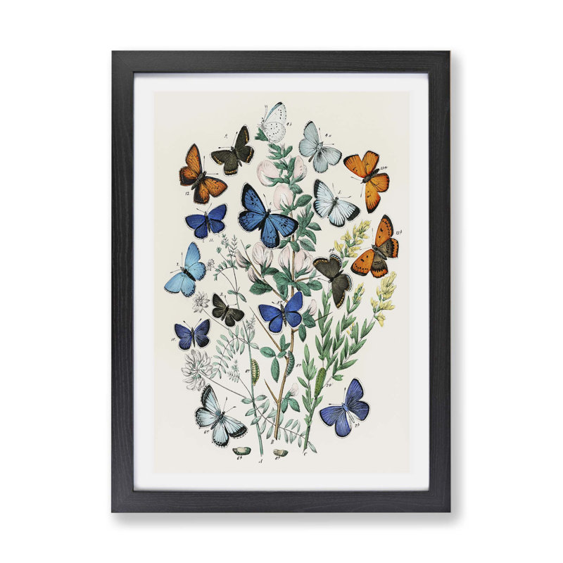 Butterflies & Moths - Single Picture Frame Painting, 45cm H x 63cm W x 2cm D, Black