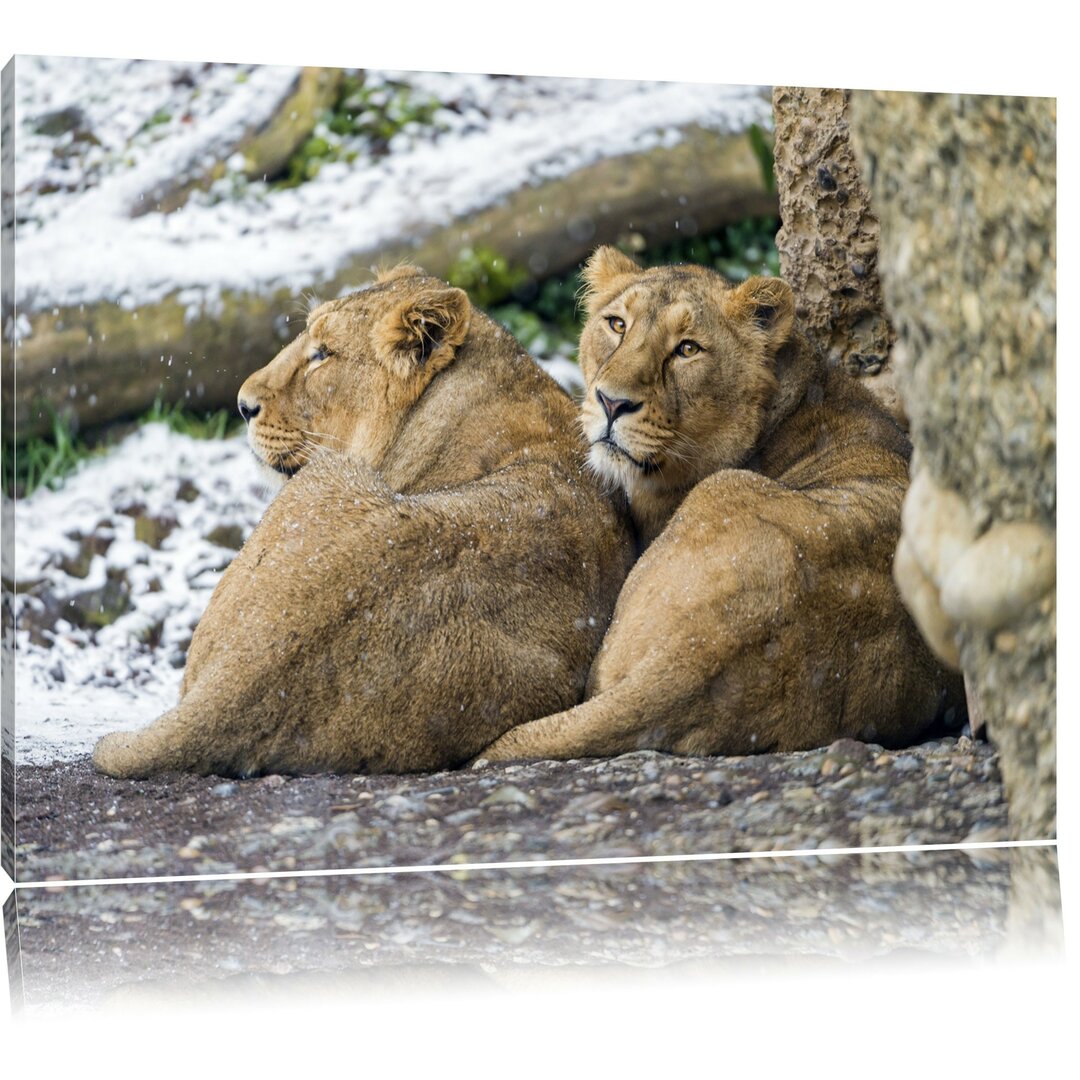 Leinwandbild Schlafende Löwenweibchen