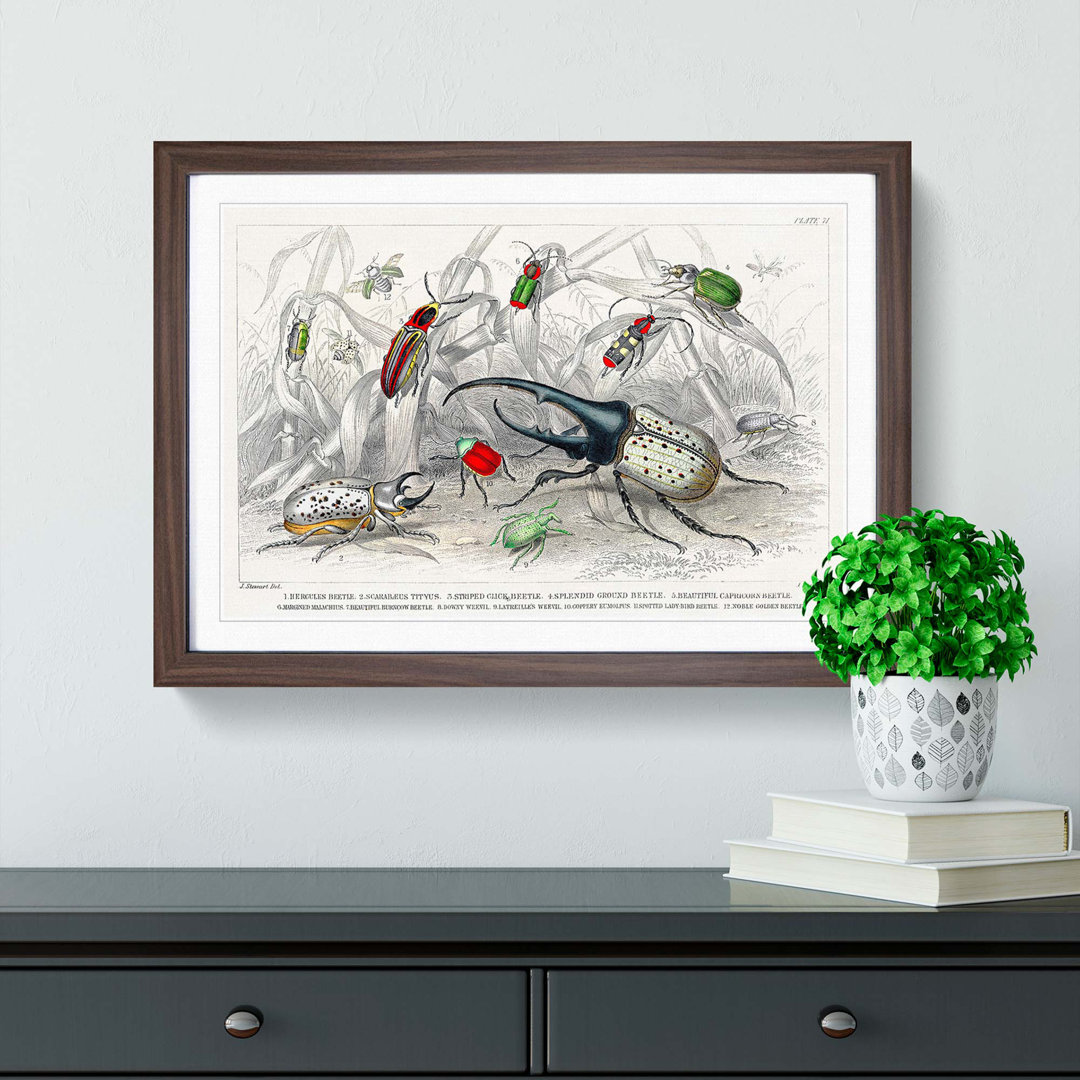 Assortment Of Beetles PL. 71 by Oliver Goldsmith - Single Picture Frame Painting