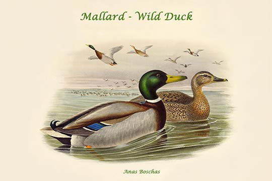 Canard sauvage de colvert d’anas-impression d’art graphique, H 28 po x l 42 po x P 1,5 po