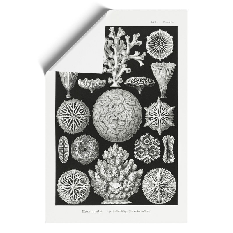Hexacorallia Coral Vol.1 by Ernst Haeckel - No Frame Painting, 59cm H x 42cm W x 0.1cm D