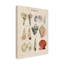 «Seashell Sketch II» par Naomi McCavitt, reproduction d'art graphique sur toile-831682983