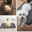 Coussin chauffant pour animaux de compagnie pour petits chiens