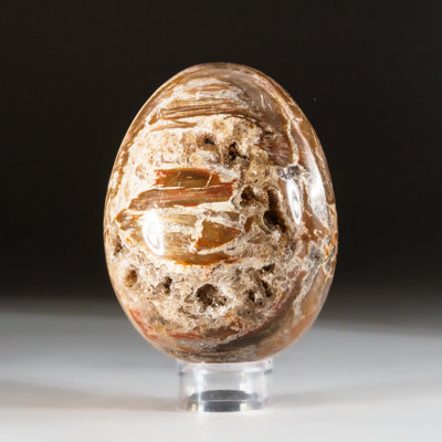 Petrified Wood Egg