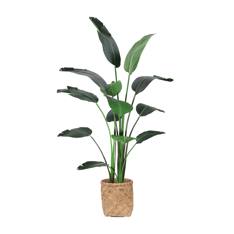 6' Bird of Paradise Tree with Bamboo Planter