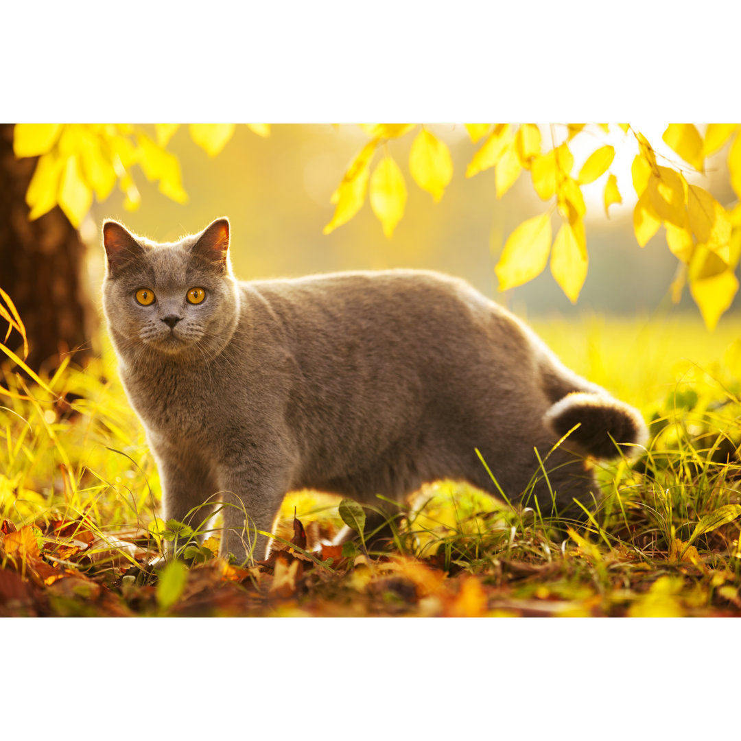 Britisch-Kurzhaar-Katze im Herbst im Park von Bolot - Druck