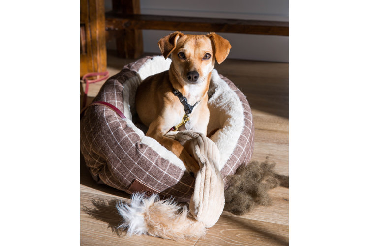 pet friendly home 3
