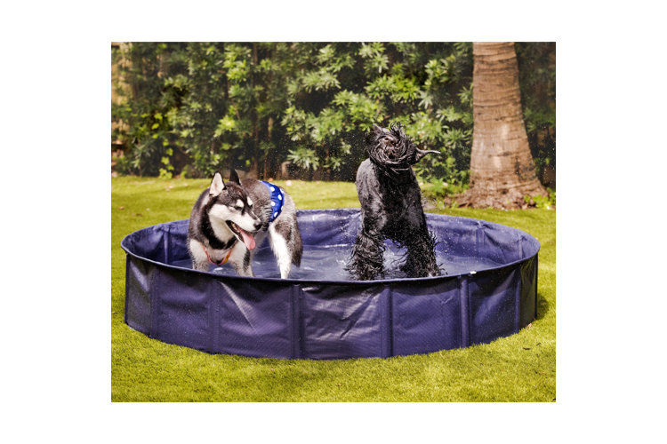 blue plastic pool with two dogs splashing around