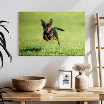 Chihuahua Sprint Brampt