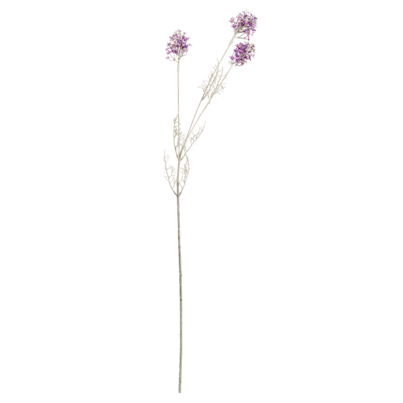 Anastasija Arrangement