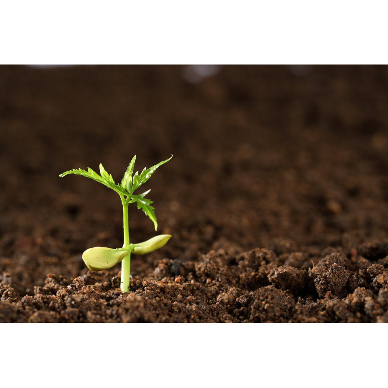 Kennie SaPLAGE «Growing From Soil On Canvas» par Focal., H 8 po x l 12 po x P 1,25 po