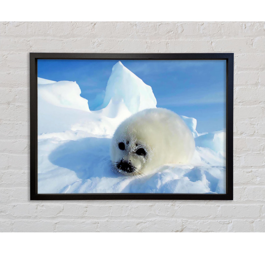 Seal Pup In The Snow - Einzelbildrahmen Kunstdrucke auf Leinwand