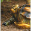Chelsy Tortoise Plastic Garden Statue-440182949
