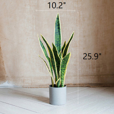 Plante de serpent à feuille rebordé en pot