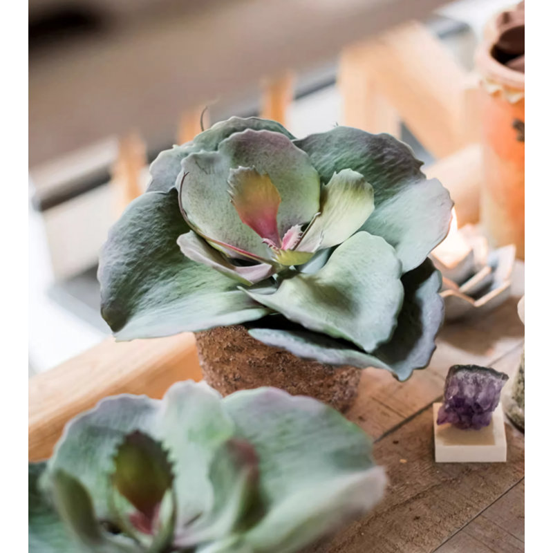 5,91 plante