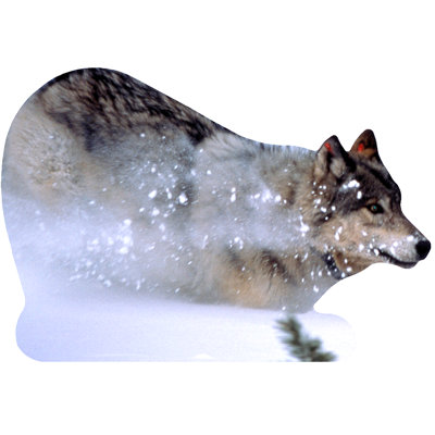 Loup dans la neige en carton