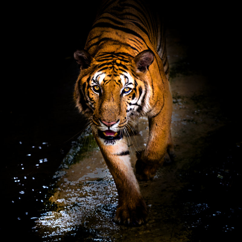 Tiger Walking - Wrapped Canvas Print, 30cm H x 30cm W x 3.8cm D