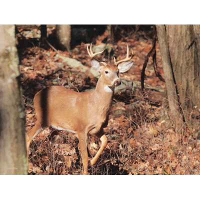 " Deer On Alert "