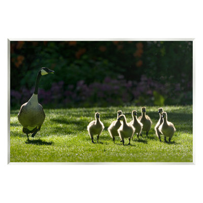 " Goose Family Photography " by Dennis Frates