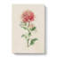 Illustration Of Pink Chrysanthemums - Wrapped Canvas-55363199