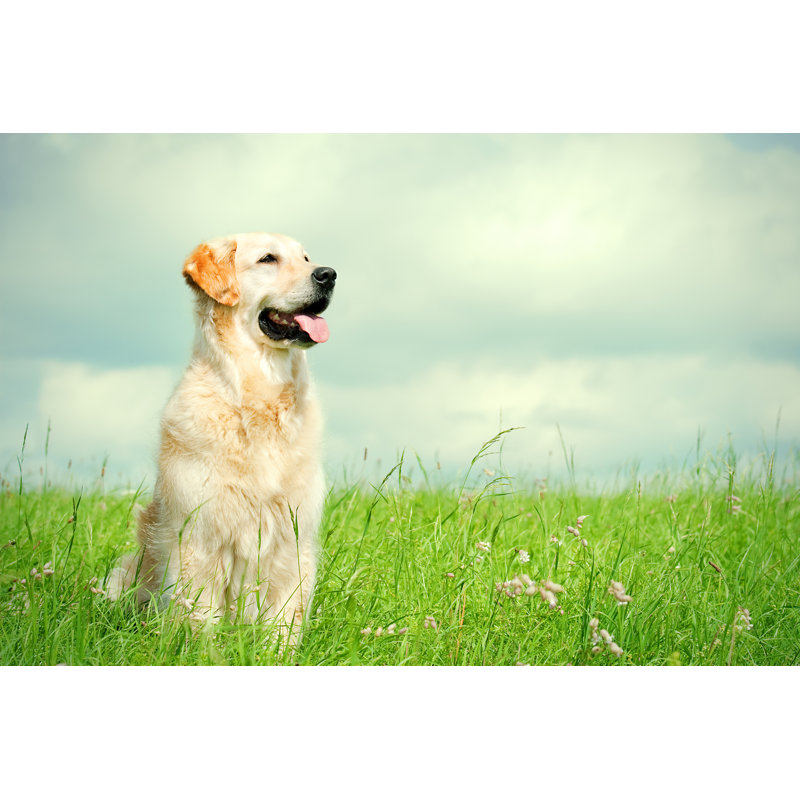 Golden Retriever sur un pré par Pk-Photos, H 24 po x l 36 po