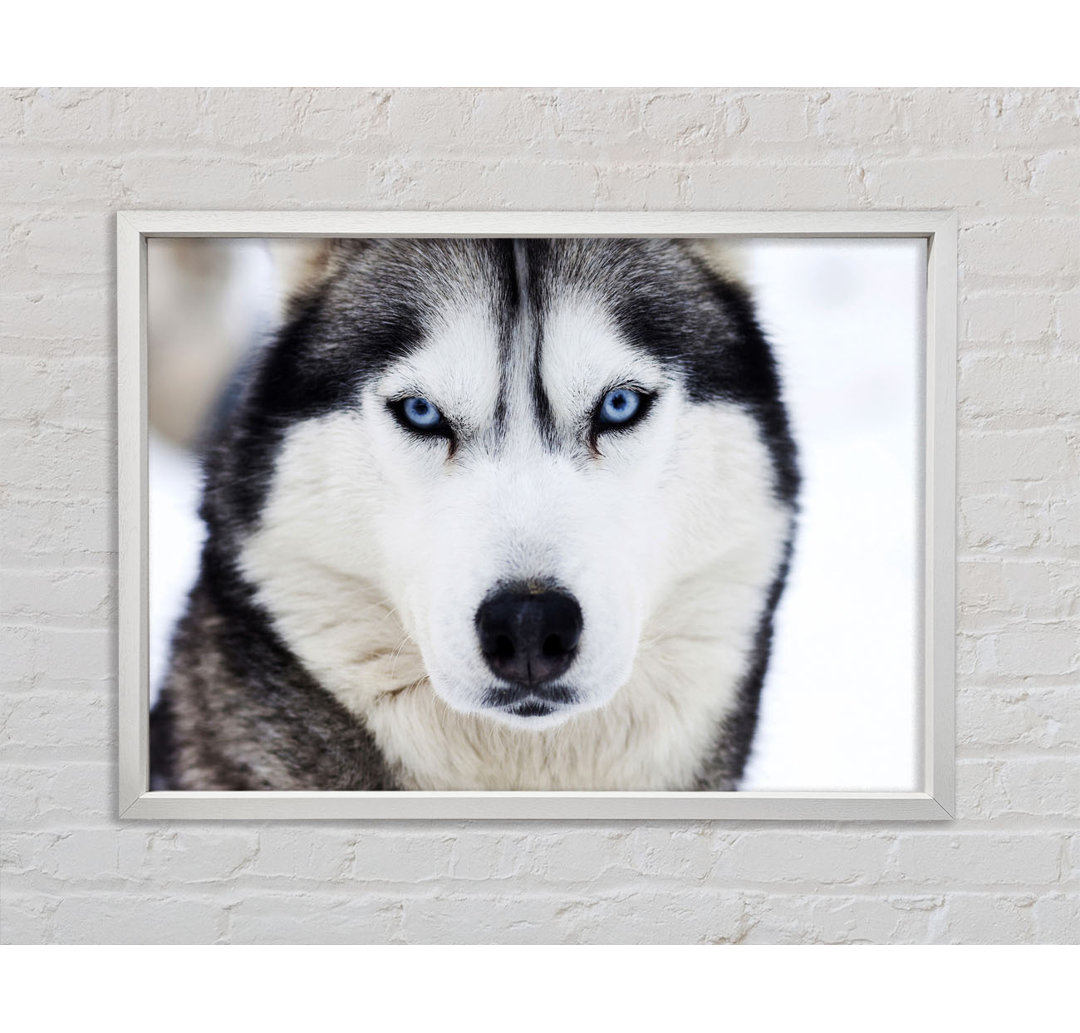 Husky Hund Schnee Gesicht - Einzelbildrahmen Kunstdrucke auf Leinwand