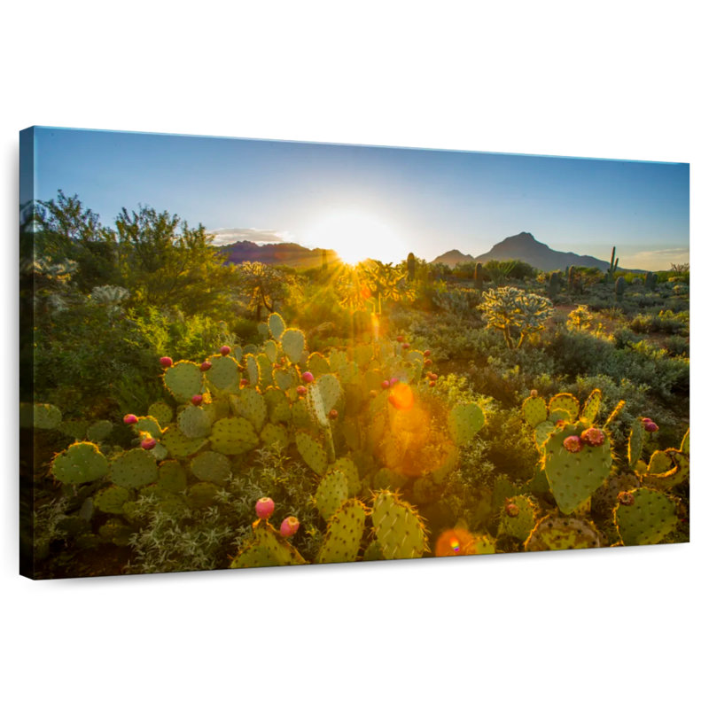 Harnek Cactus Desert Garden, H 16 po x l 24 po