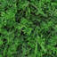 40x60cm Artificial Plant Wall Panel Greenery Hedge