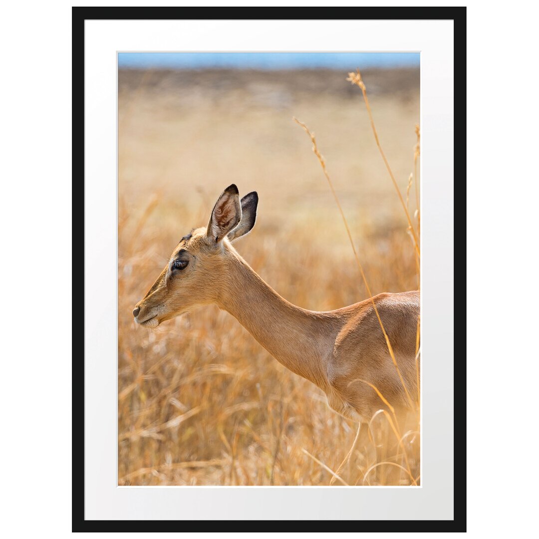 Gerahmtes Poster Gazelle im hohen Gras