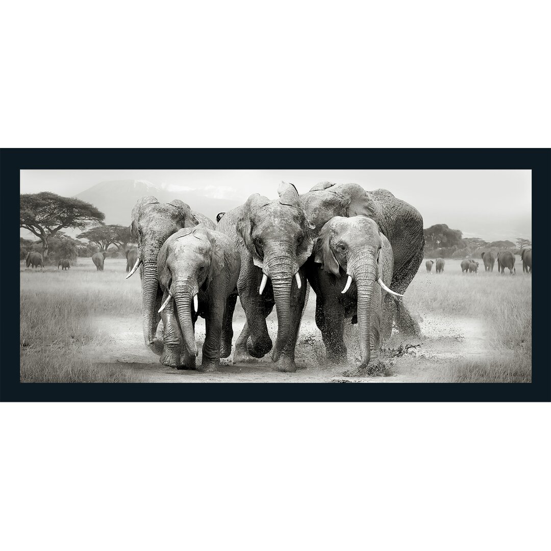 Gerahmtes Poster Elephant Herd