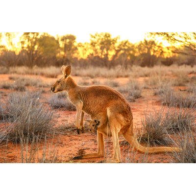 Kangaroo With A Joey by Bennymarty - Wrapped Canvas Print