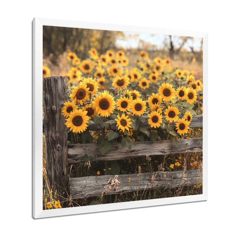 «Dobroslava Sunflowers Beside The Farm Fence III - Sunflowers», art mural, H 36 po x l 36 po, Blanc