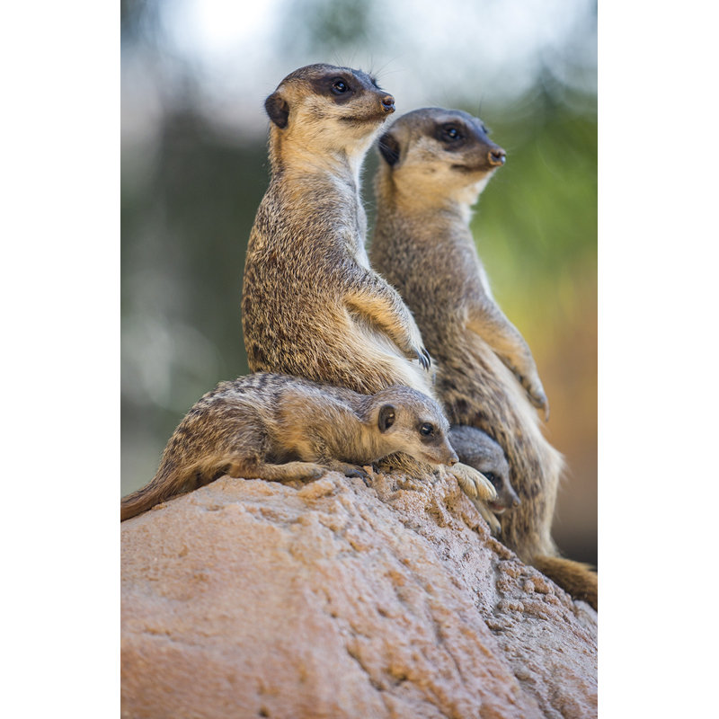 Wildlife 017 - No Frame Rectangle Print Photographic Print on Metal, 148cm H x 98cm W x 10cm D