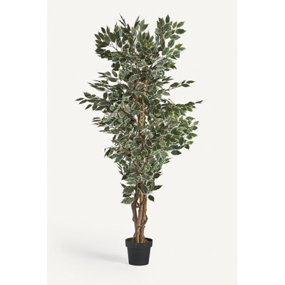 Ficus Tracie