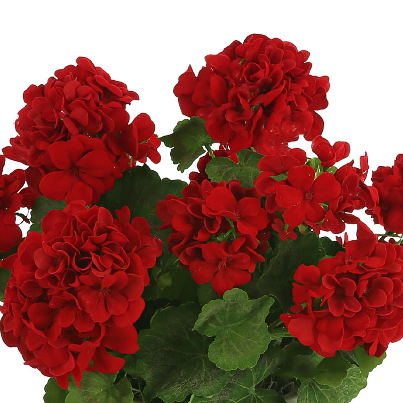 UV Protected Potted Geranium Arrangement