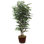 Faux Ficus Tree in Planter
