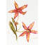 Bloom X Print-26942513-26942520