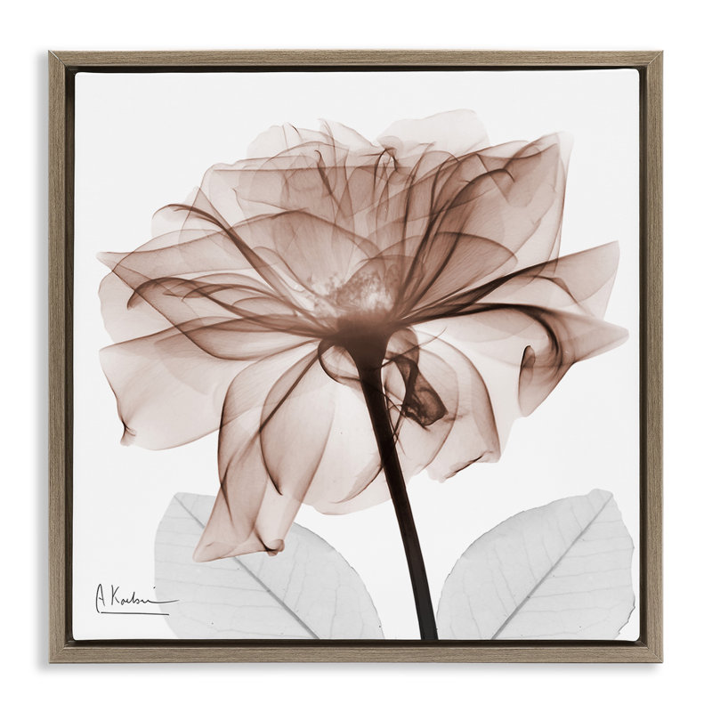 «Opaque Rose Blossom», art mural par Albert Koetsier, H 25 po x l 25 po, Cadre flottant orme Montalcino