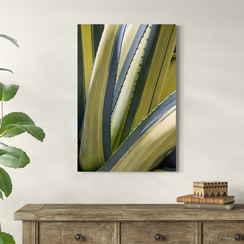 Agave panaché II, H 36 po x l 24 po x P 1,25 po